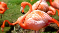 plameňák flamingo-635700 1280